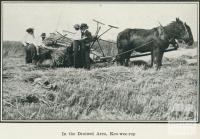 In the drained area, Koo-wee-rup, 1918