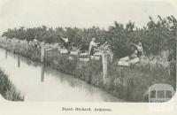 Peach orchard, Ardmona, 1918