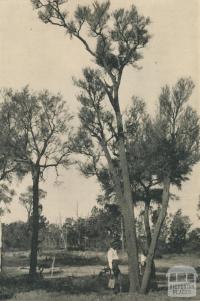 In the Victorian Mallee, 1943