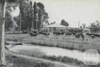 Dairy Farm at Tongala, 1964