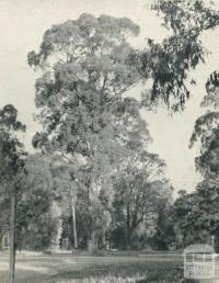 Preserved Gum Trees line the street, Blackburn, 1956