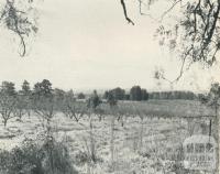 Peach Orchard, Doncaster, 1956