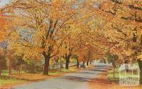 Golden Elms in Ireland Street beside the Bowling Green, Bright, c1960