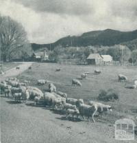 Grazing fields, Myrtleford, 1951