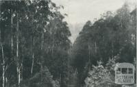 View from Balook Road, Yarram, 1933