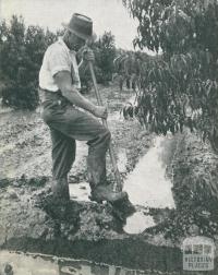Kyabram orchardist, 1952