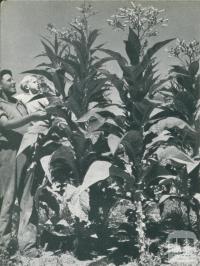 Tobacco growing, Myrtleford, c1952