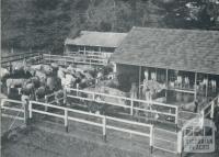 Milking sheds, Cudgee, 1958
