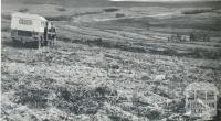 Land clearing for development, Heytesbury, 1958