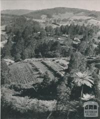 Overlooking The Patch, 1955