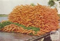 Carrots for the market, Dingley, 1955