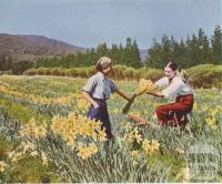 Daffodil time, Boronia, 1955