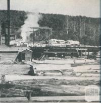 Saw mill by the forest, Cabbage Tree Creek, 1955