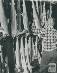 Gummy shark in the freezing  chamber, Port Albert, 1955