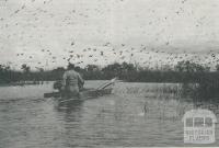 Ibis at Reedy Lake, Kerang, 1965