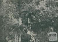 Fern Gully, Beech Forest, 1911