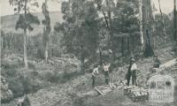 Splitting Shingles, Warburton, 1911