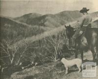 Mount St Bernard, Dargo High Plains, 1950