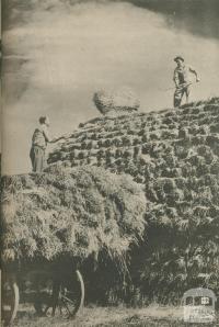 Winter fodder reserves of hay, Langford, Rockbank, 1950