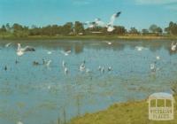 Lake Guthridge, Sale