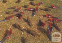 Rosella parrots, a common sight in the Wilson's Promontory National Park