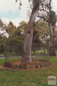 Bundoora Park scarred tree, 2000