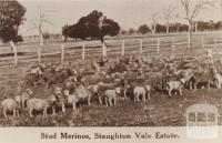 Stud Merinos, Staughton Vale Estate, 1911