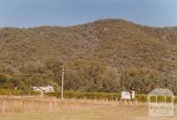 Edi, King Valley vineyard, 2006