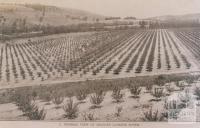 Pakenham, Toomuc Valley orchard, 1911