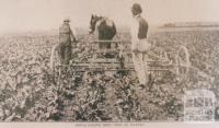 Horse hoeing beet crop at Maffra, 1911