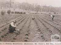 Picking strawberries (Sunbeams), Red Hill, 1914