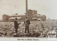 Beet plot at Maffra factory, 1920