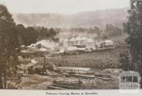 Tobacco curing barns at Eurobin, 1932