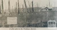 Pilot plot, Timboon district, 1936