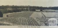 Fertile river flat, Werribee South, 1955