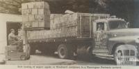 Loading apples, Main Ridge, Mornington Peninsula, 1966