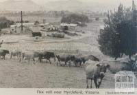 Flax mill near Myrtleford, 1951