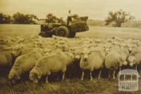 Hand feeding sheep, Little River, 1960