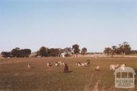 Farm, Caniambo, 2012