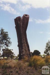 Aboriginal Tree, Burnley Park, 2000