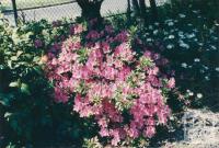 Azaleas, Jasper Road, Bentleigh, 1980