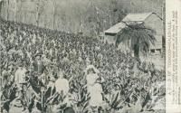 A field of tobacco, Healesville, 1908