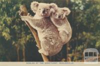 Koalas at the Sanctuary, Healesville