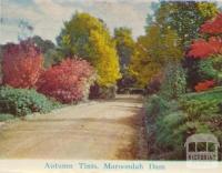 Autumn tints, Maroondah Dam, Healesville