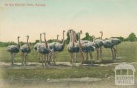 At the Ostrich Farm, Kerang