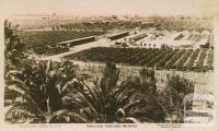 Irrigated Vineyard, Mildura, 1913