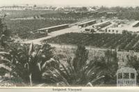 Irrigated Vineyard, Mildura