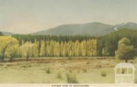 Autumn Time at Myrtleford, 1953