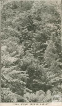 Fern Scene, Euchre Valley, 1947