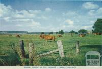 Rural scene in the Orbost - Marlo District